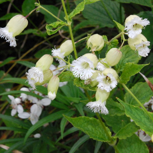 Silene Fimbriata1