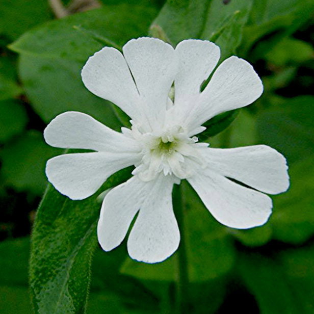 Silene Latifolia