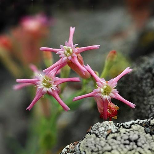 Silene Lerchenfeldiana