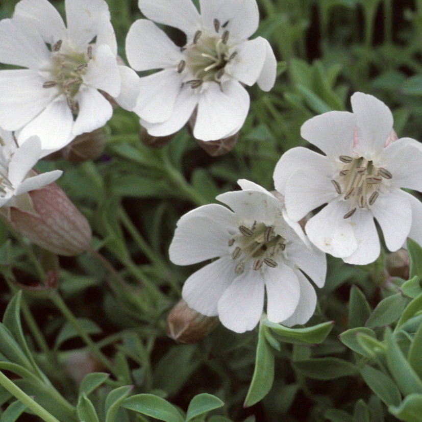 Silene Maritima