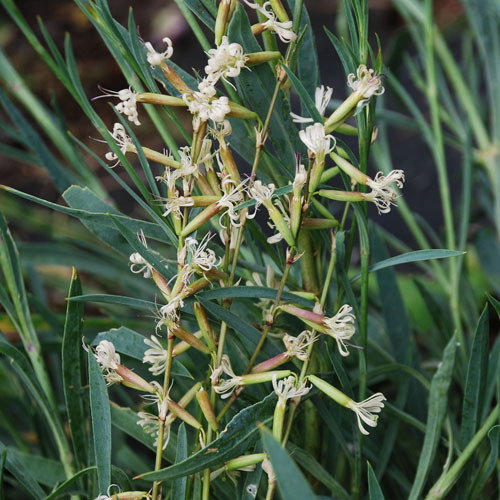 Silene Multiflora