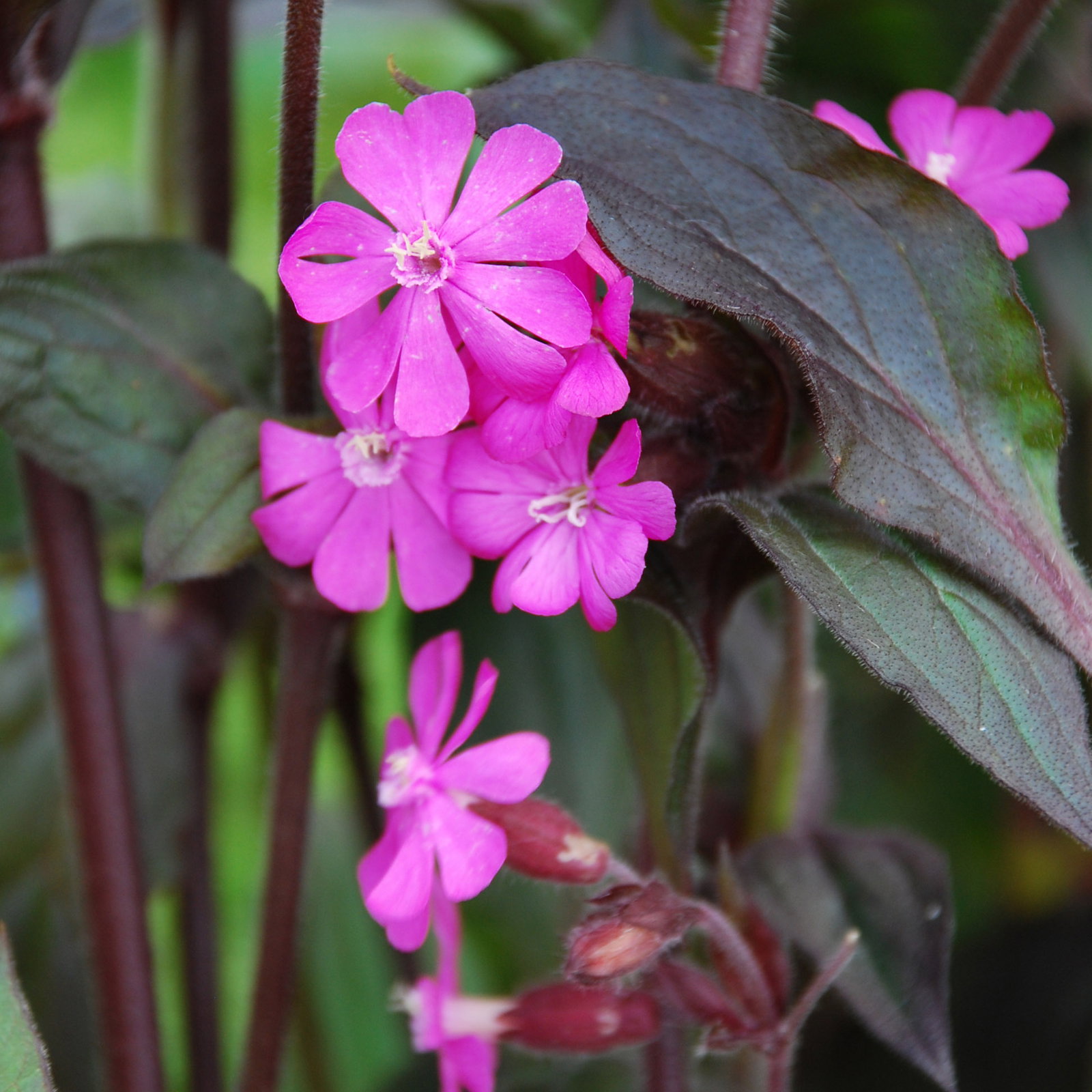 Silene Purple Prince