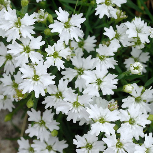Silene Pusilla