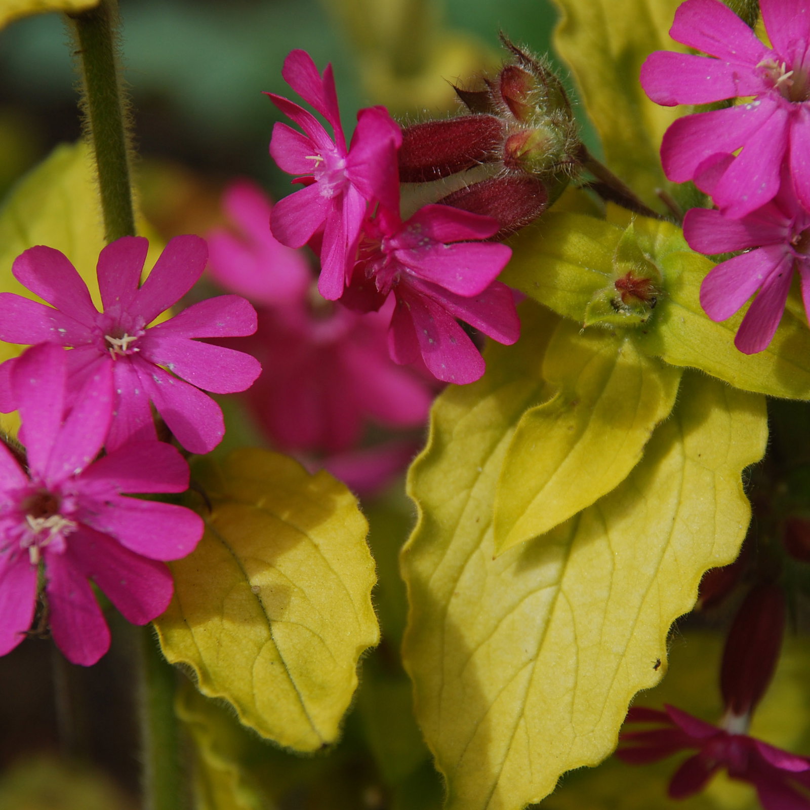 Silene Rays Golden Campion2
