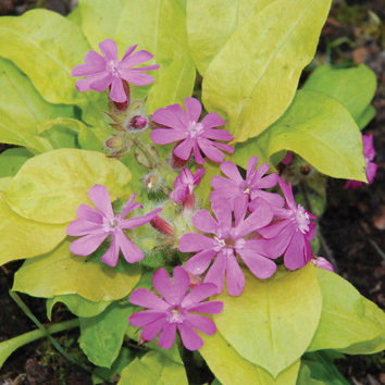 Silene Rays Golden Campion