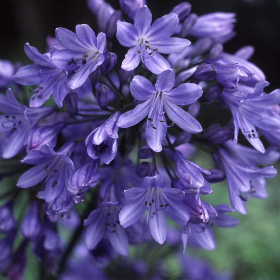 500 Agapanthus Headbourne Hybrids