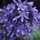 500 Agapanthus Headbourne Hybrids