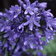 500 Agapanthus Headbourne Hybrids