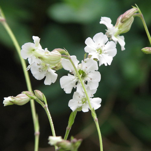 Silene Zawadskii