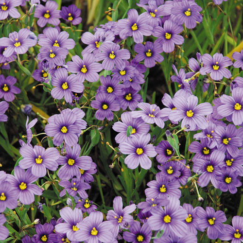 Sisyrinchium Angustifolium
