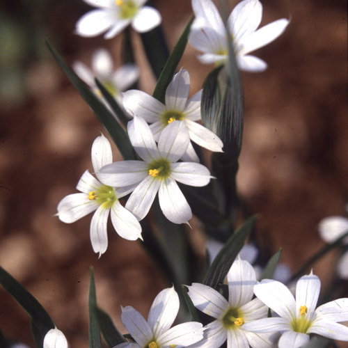 Sisyrinchium Angustifolium Alba
