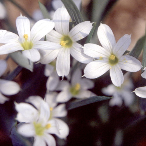 Sisyrinchium Angustifolium Alba1
