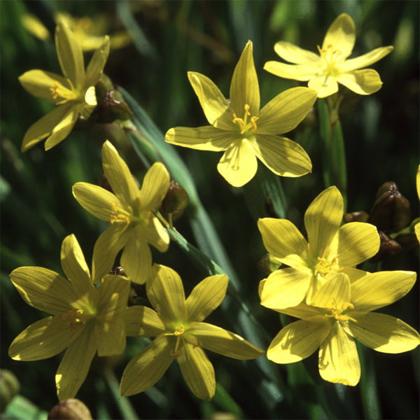 Sisyrinchium Brachypus