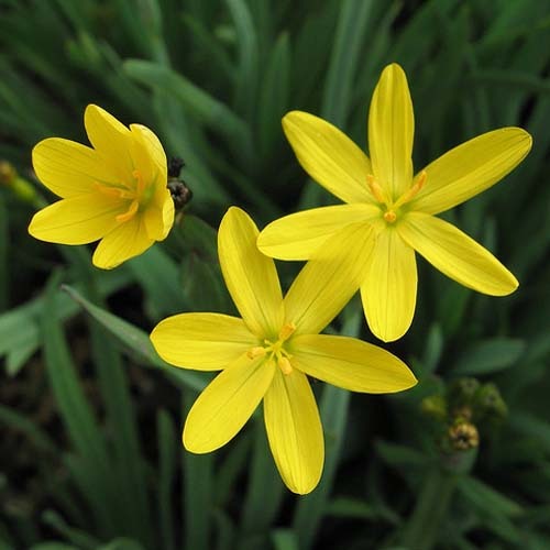Sisy Californicum
