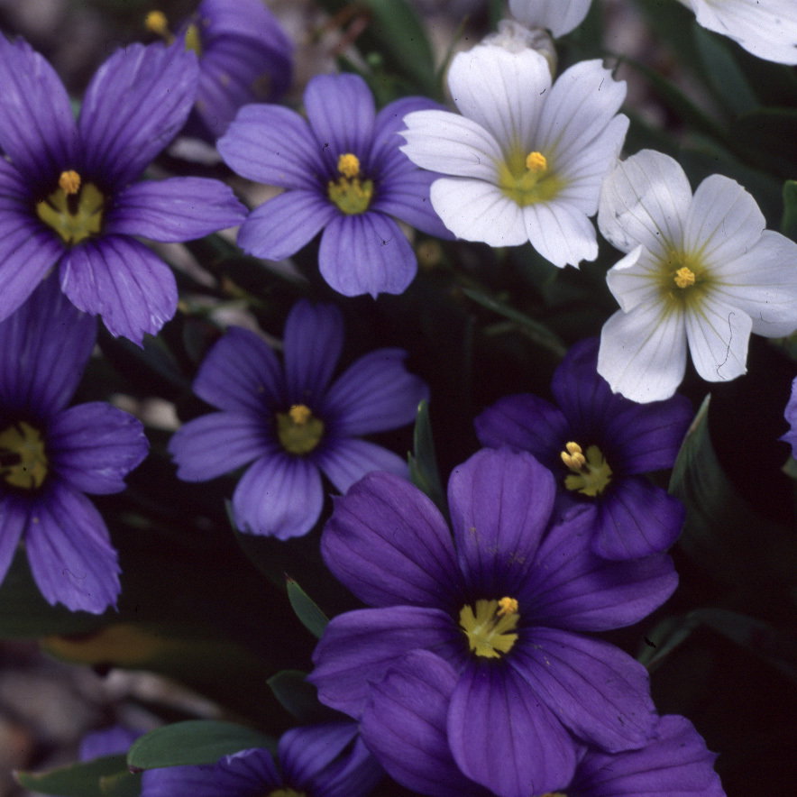 Sisyrinchium Choice Hybrids