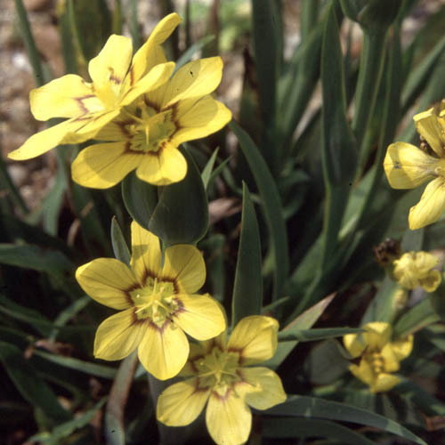 Sisyrinchium Macrocarpa