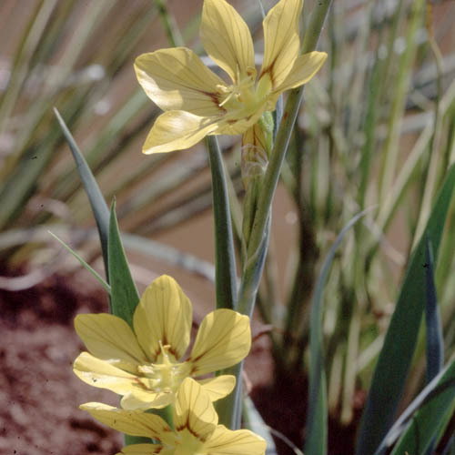 Sisyrinchium Macrocarpum