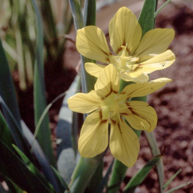 Sisyrinchium Macrocarpum