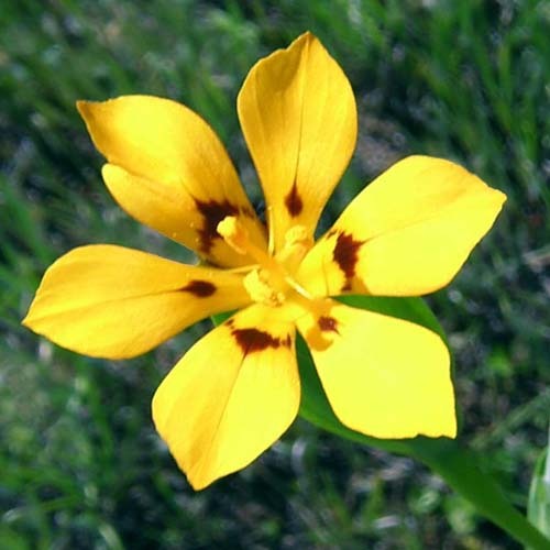 Sisy Patagonicum