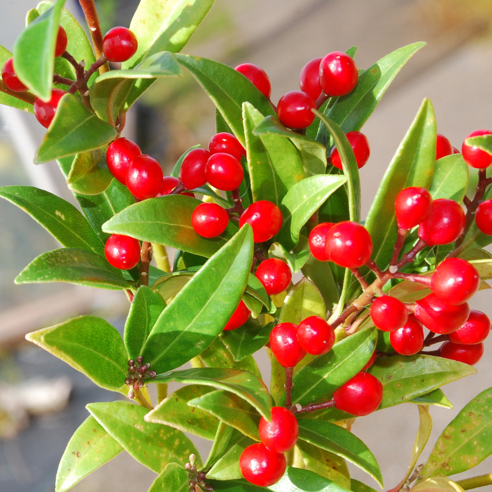 Skimmia Japonica