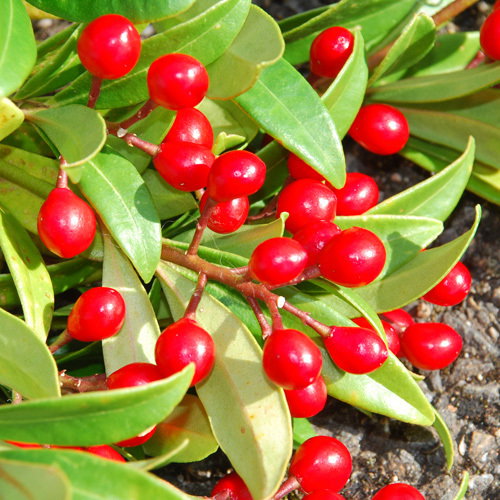 Skimmia Japonica1
