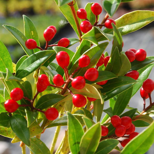 Skimmia Japonica