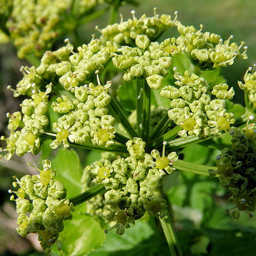 Smyrnium Olusatrum