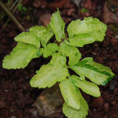 Smyrnium Olustratum