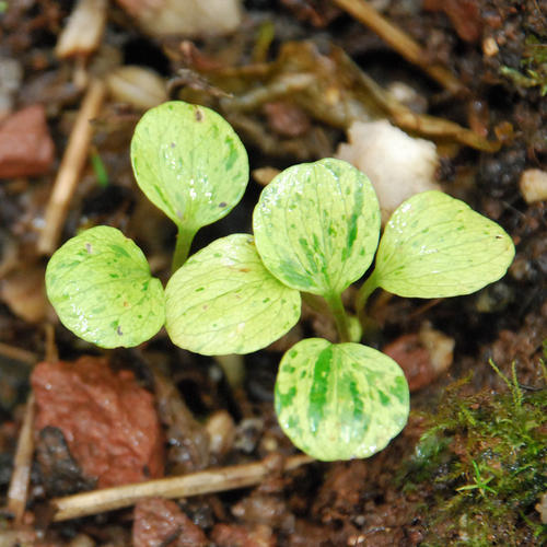 Smyrnium Seedling