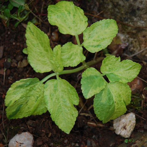 Smyrnium Olustratum Cream
