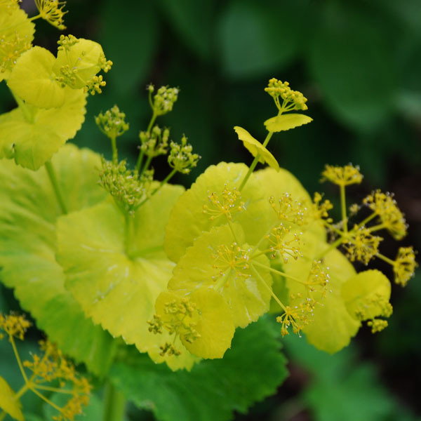 Smyrnium Perfoliatum