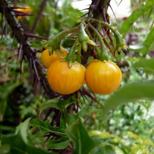 Solanum Atropurpureum