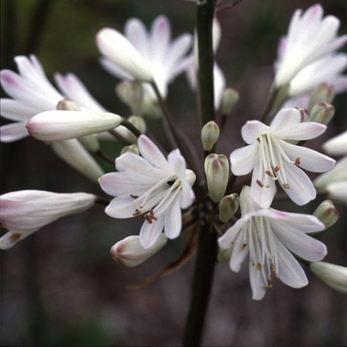 Agapanthus Alba