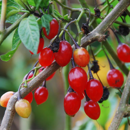 Solanum Dulcamara