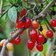 Solanum Dulcamara