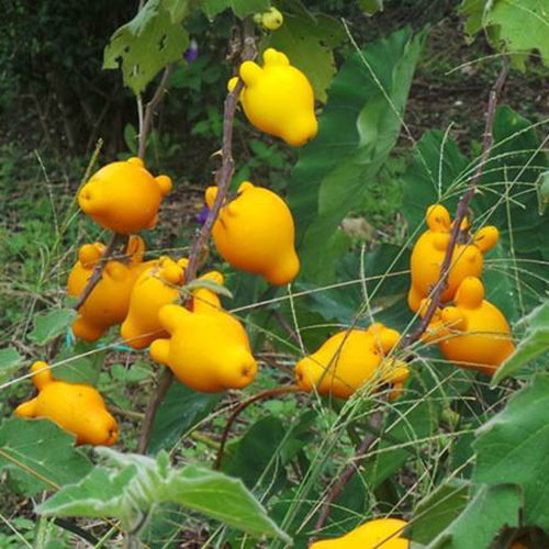 Solanum Mammosum
