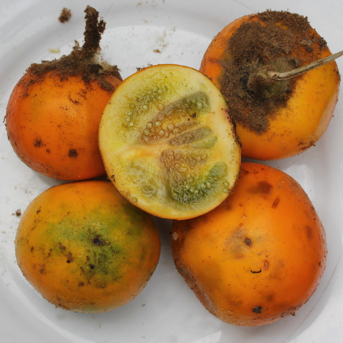 Solanum Quitoense