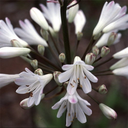 Agapanthus Alba