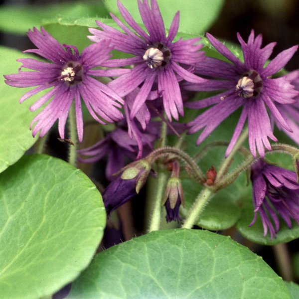 Soldanella Montana