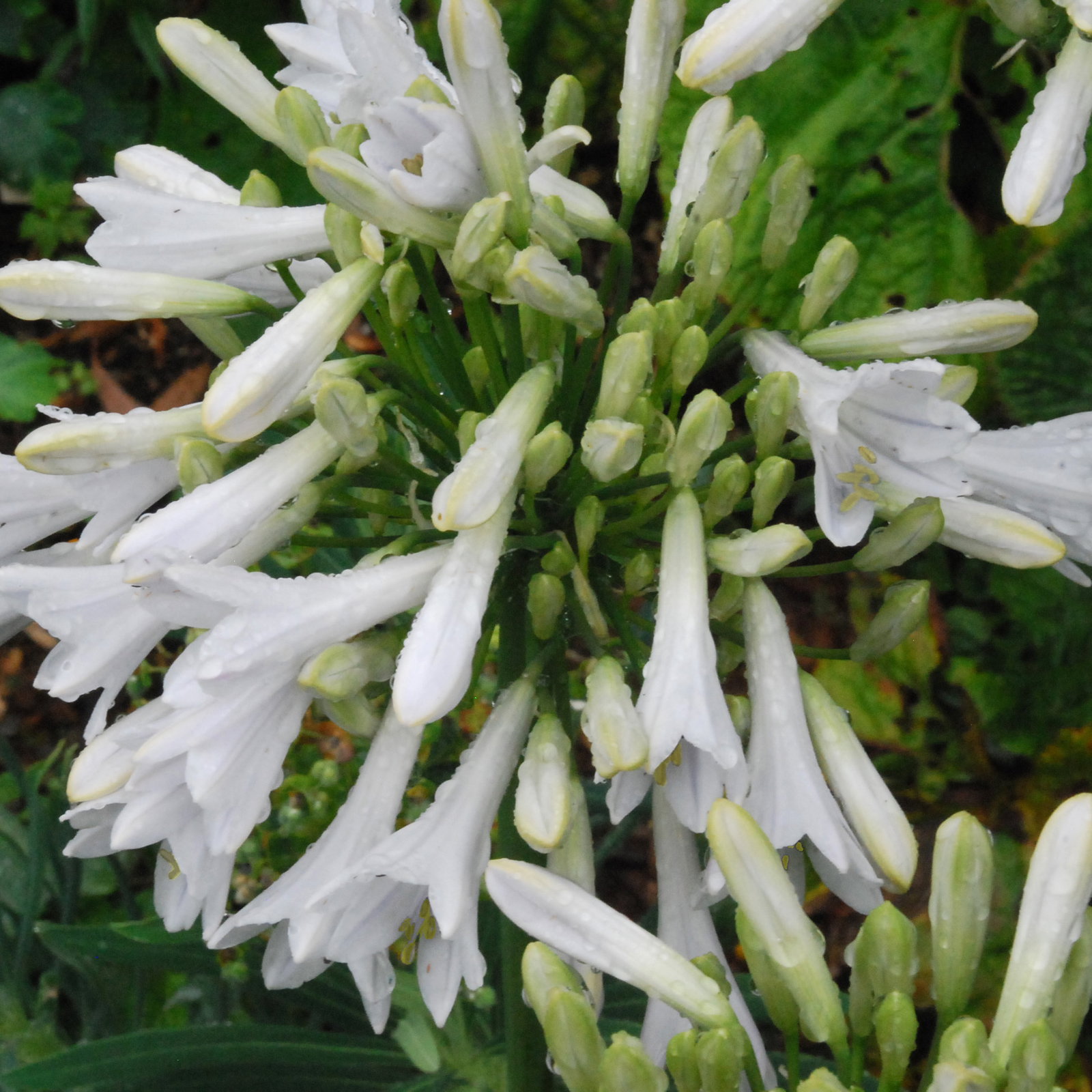 Agapanthuiswhite Dwarf