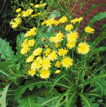 Sonchus Arboreus1