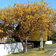 Sophora Godleyi