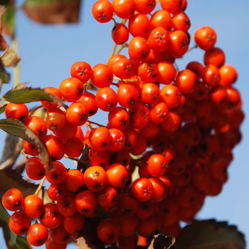 Sorbus Acuparia Rowan