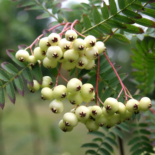 Sorbus Koehneana