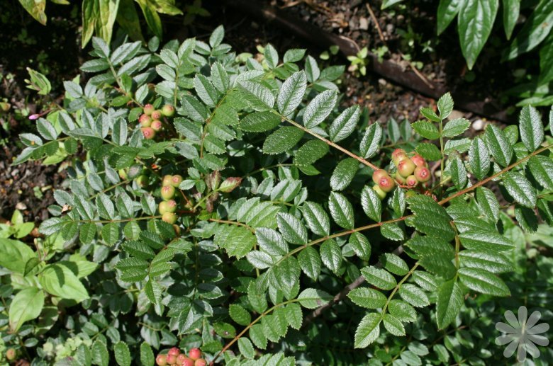 Sorbus Reducta