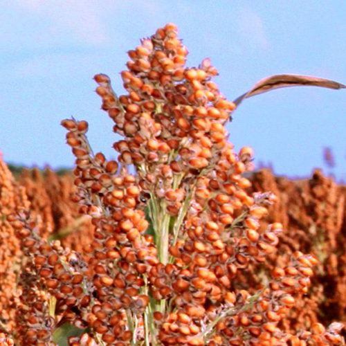 Sorghum