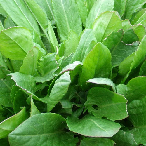 Sorrel