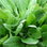 Sorrel