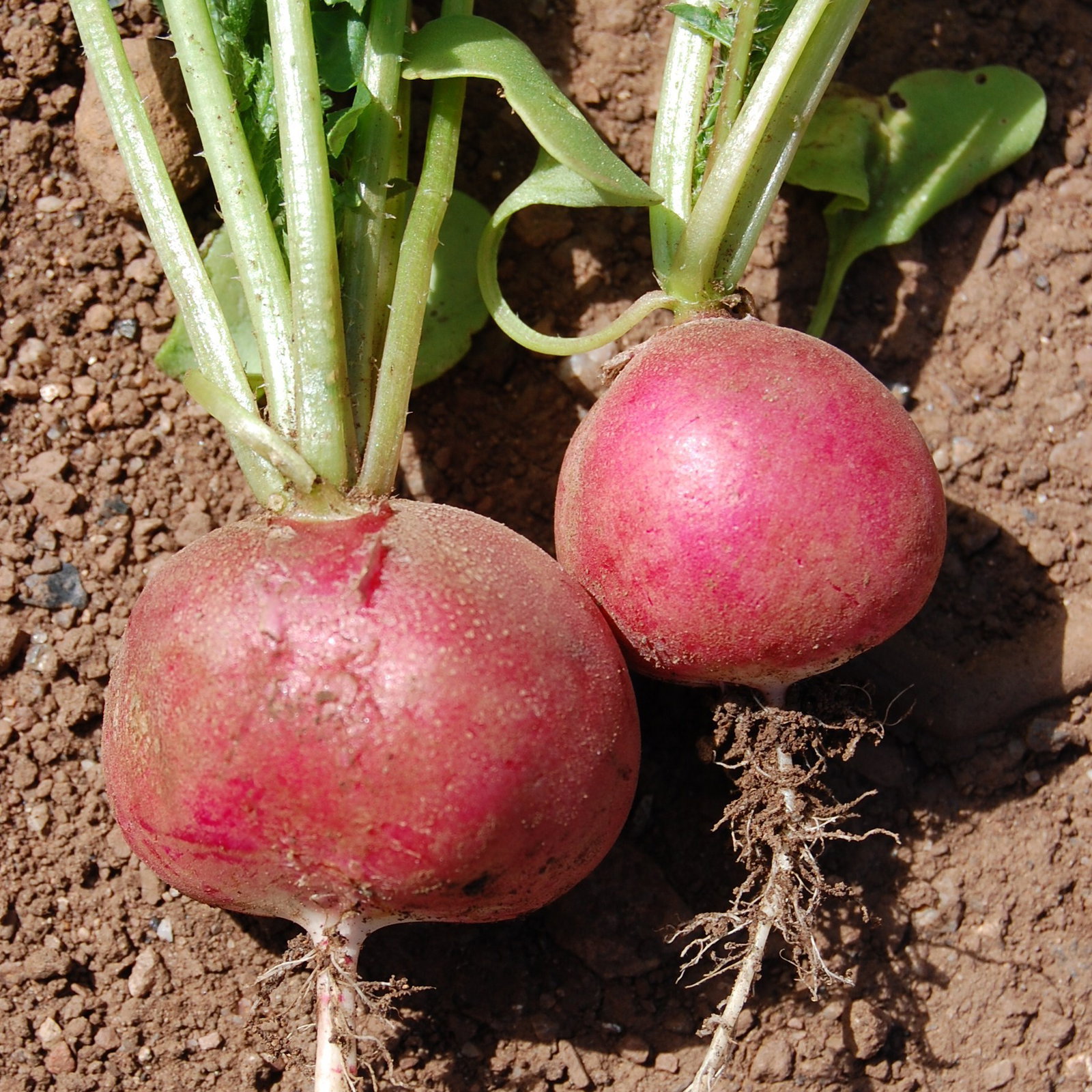 Radish3