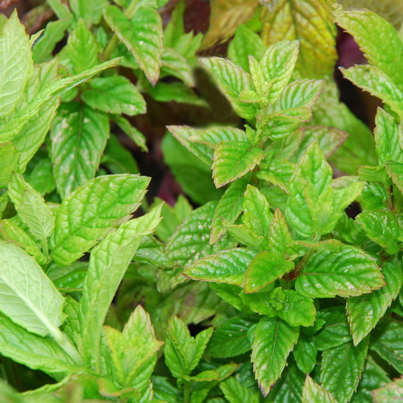 Mentha Spicata
